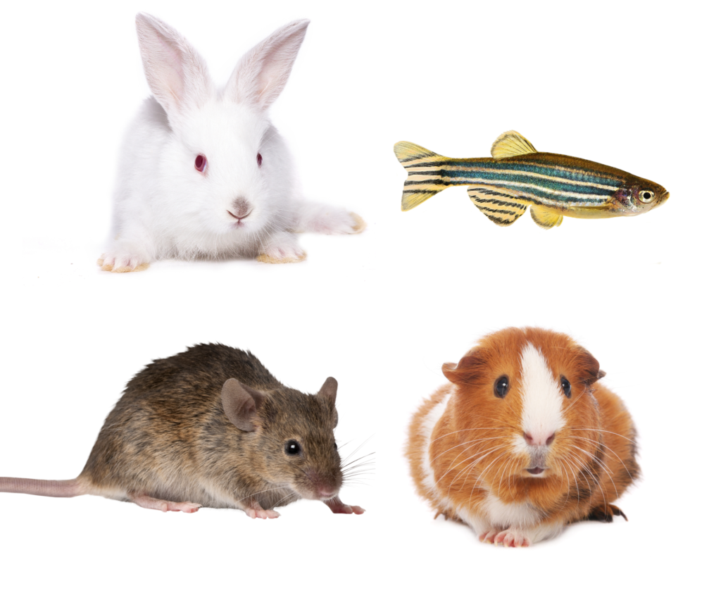 Experimental animals (mice, rats, rabbits, fish, monkeys, etc.) for R&D