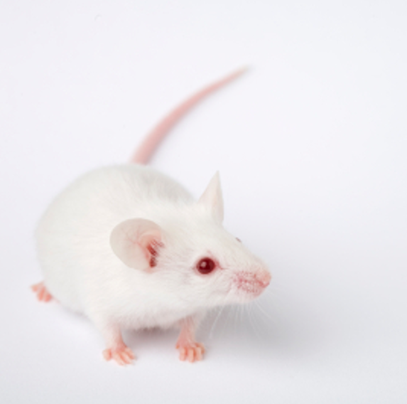 生体マウス 実験動物